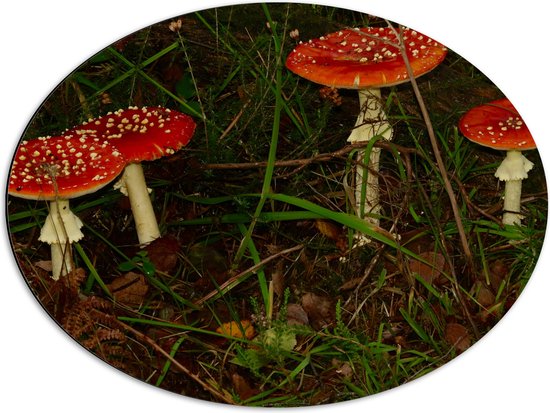 WallClassics - Dibond Ovaal - Rood met Witte Paddenstoelen in het Bos - 68x51 cm Foto op Ovaal (Met Ophangsysteem)