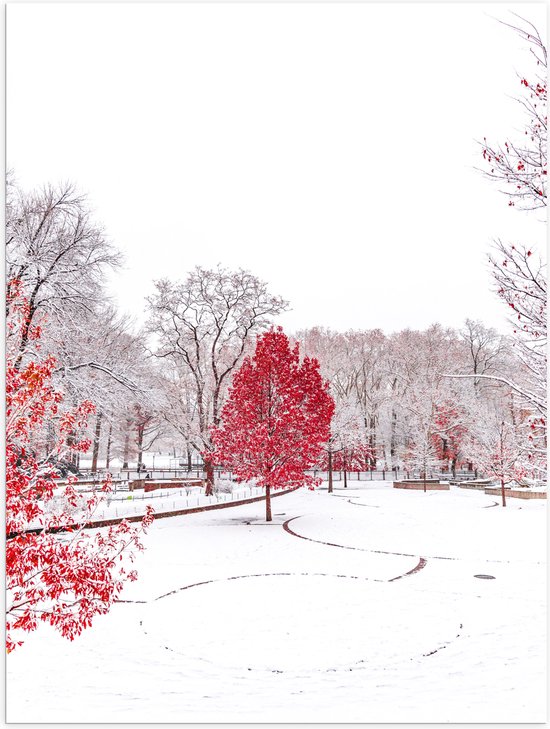 WallClassics - Poster Glanzend – Rode Boom in de Sneeuw - 60x80 cm Foto op Posterpapier met Glanzende Afwerking