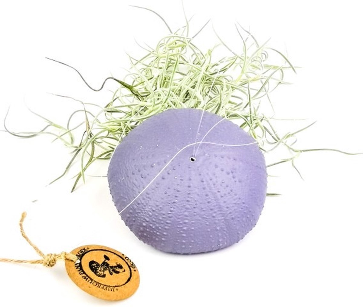 Airplant - Luchtplant -Tillandsia Usneoides - Zeeëgel Lila - Jellyfish - Kwal - Kwalletje - Hangend - Cadeau - Wintercollectie - Cozy