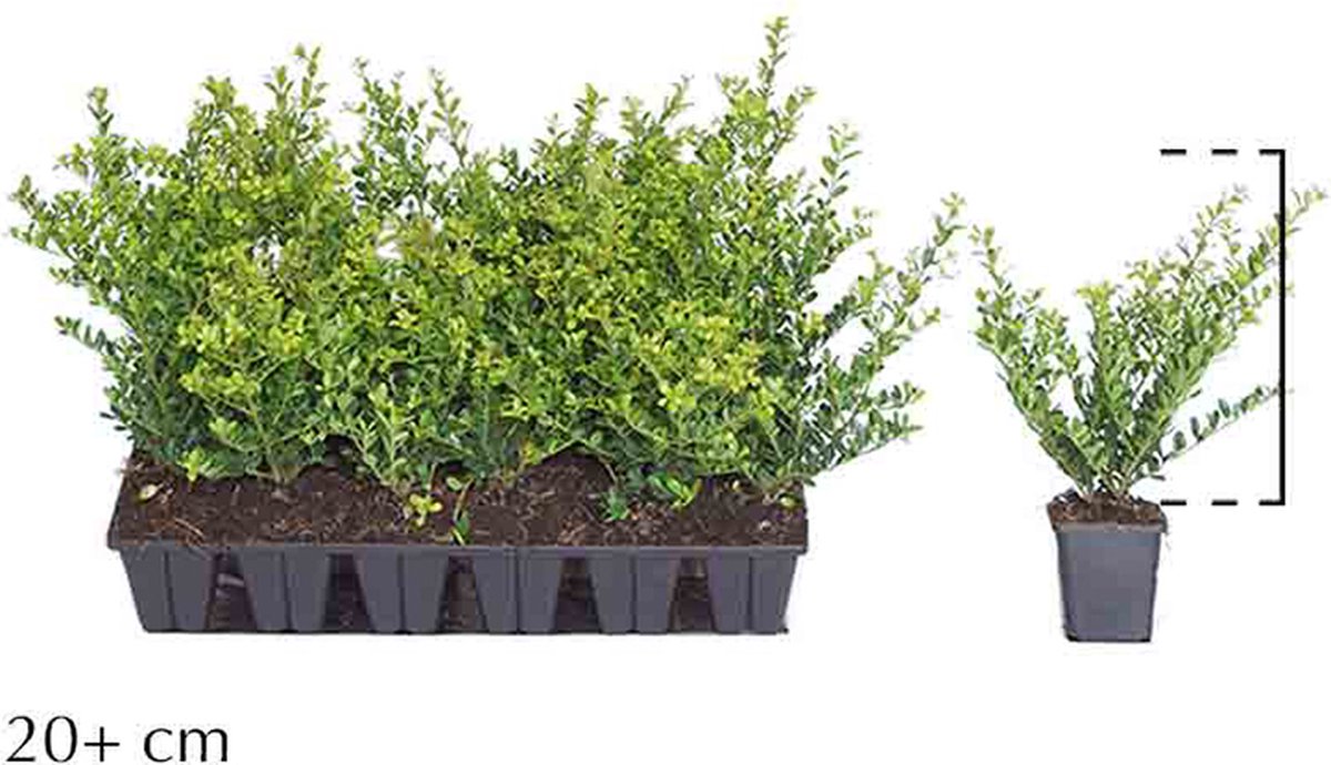 18 stuks | Japanse hulst 'Green Hedge' P9-tray - Bloeiende plant - Compacte groei - Geschikt als hoge en lage haag - Kleinbladig - Wintergroen