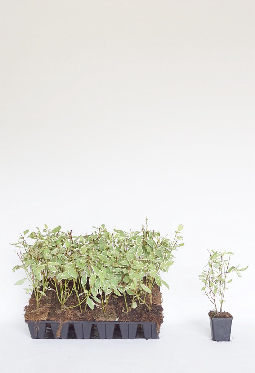 18 stuks | Bonte kornoelje P9-trays - Bladverliezend - Bloeiende plant - Groeit breed uit - Informele haag