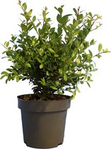 10 stuks | Japanse Hulst 'Dark Green' ® Pot 20-30 cm - Compacte groei - Geschikt als hoge en lage haag - Geschikt voor vormsnoei - Kleinbladig - Wintergroen