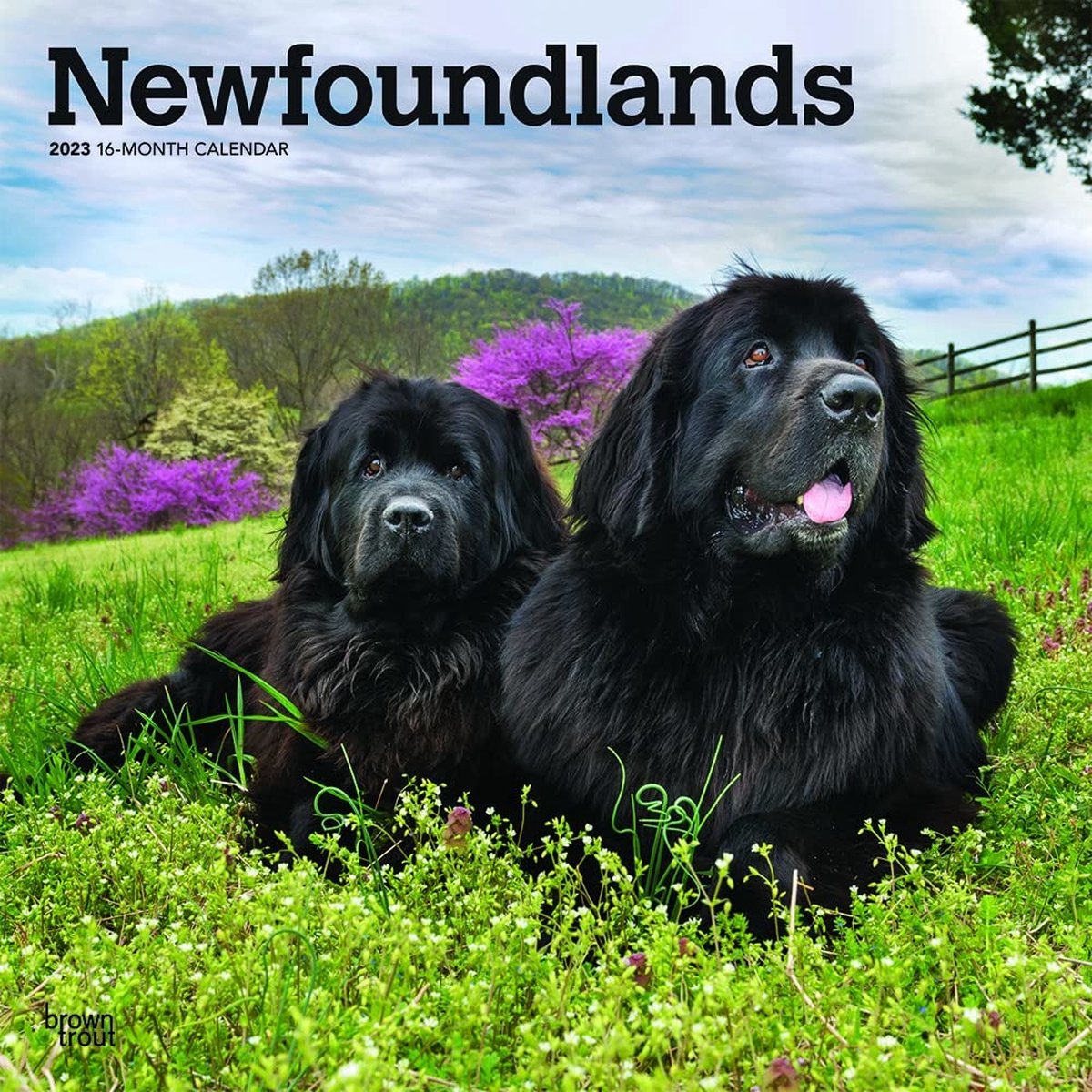 Newfoundlander Kalender 2023