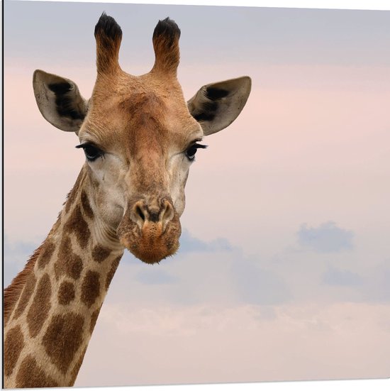 WallClassics - Dibond - Giraffe Hoofd bij Roze Lucht - 80x80 cm Foto op Aluminium (Met Ophangsysteem)