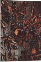 WallClassics - Vlag - Bruine Plant met Bessen aan de Schutting - 50x75 cm Foto op Polyester Vlag