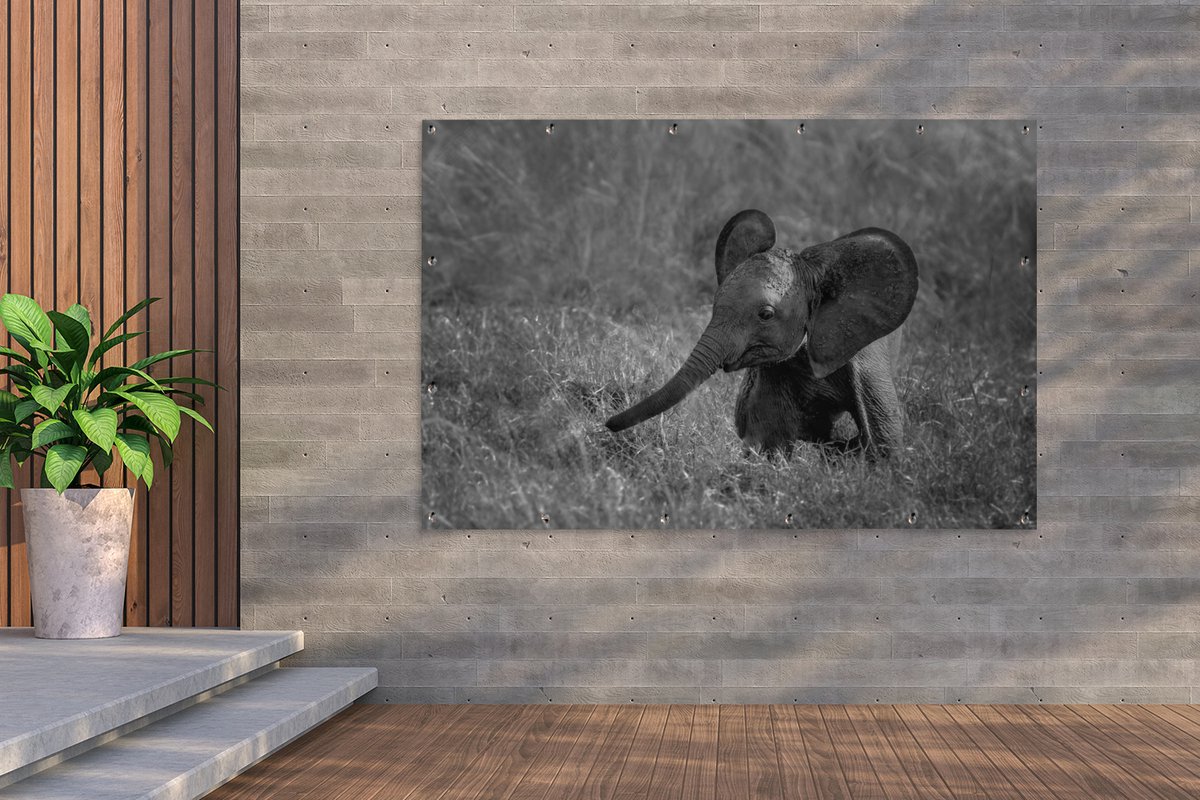 Bébé éléphant d'Afrique dans l'herbe 40x60 cm