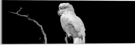 WallClassics - Acrylglas - Witte Papagaai op Tak - 60x20 cm Foto op Acrylglas (Met Ophangsysteem)