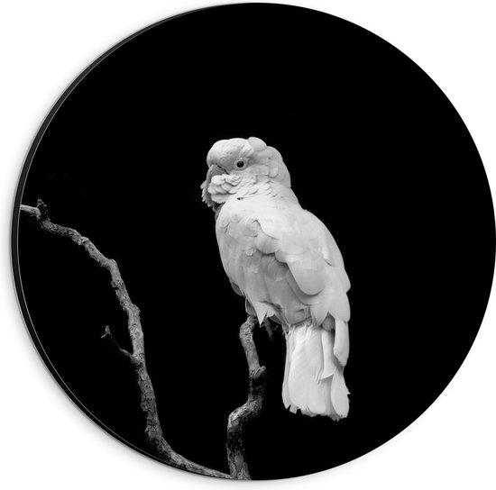 WallClassics - Dibond Muurcirkel - Witte Papagaai op Tak - 20x20 cm Foto op Aluminium Muurcirkel (met ophangsysteem)