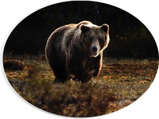WallClassics - PVC Schuimplaat Ovaal - Grizzlybeer in Natuur - 28x21 cm Foto op Ovaal  (Met Ophangsysteem)
