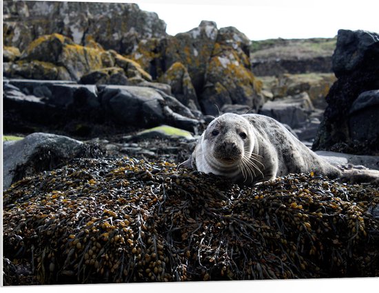 WallClassics - PVC Schuimplaat - Liggende Zeehond bij Rotsen - 100x75 cm Foto op PVC Schuimplaat (Met Ophangsysteem)