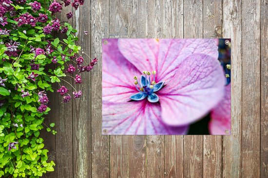 Affiche de jardin Hortensia - Détails Hortensia 40x30 cm - Toile de jardin / Toile d'extérieur / Peintures d'extérieur (décoration de jardin)