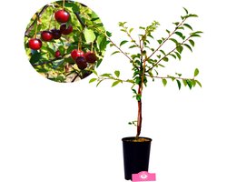 Prunus 'Porthos'® Unieke kersenstruik, 3 liter pot