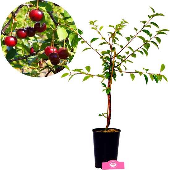 Prunus 'Porthos'® kersenstruik