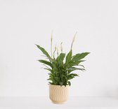 Spathiphyllum in sierpot Jacky Vanille – witte kamerplant – luchtzuiverende lepelplant - 35-50cm - Ø13 – geleverd met plantenpot – vers uit de kwekerij