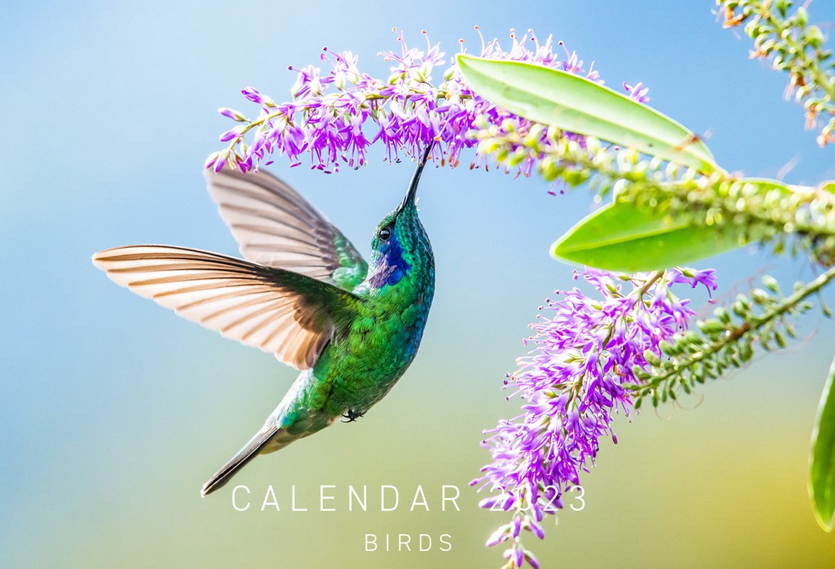 Kalender Birds