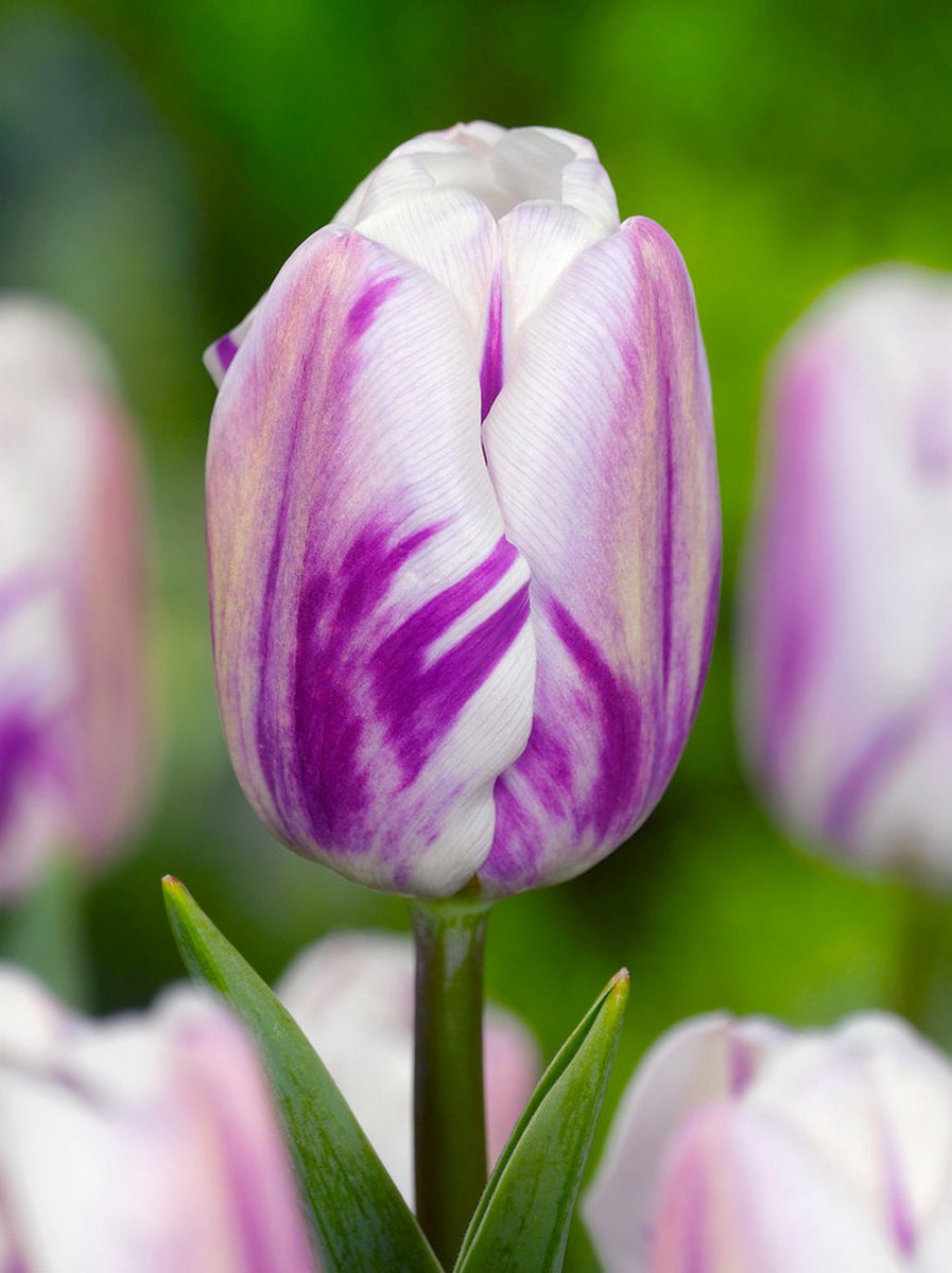 200x Tulpen 'Flaming flag' - BULBi® Bloembollen met bloeigarantie