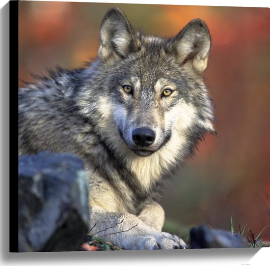 WallClassics - Canvas  - Wolf in het Bos - 60x60 cm Foto op Canvas Schilderij (Wanddecoratie op Canvas)