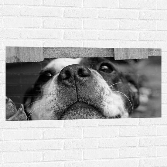 WallClassics - Muursticker - Nieuwsgierige Hond Zwart / Wit - 100x50 cm Foto op Muursticker