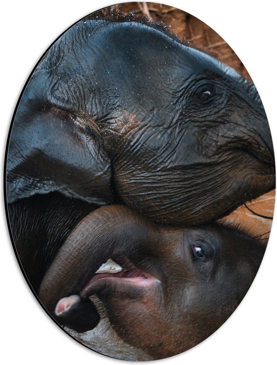 WallClassics - Dibond Ovaal - Vrolijke Olifanten - 30x40 cm Foto op Ovaal (Met Ophangsysteem)