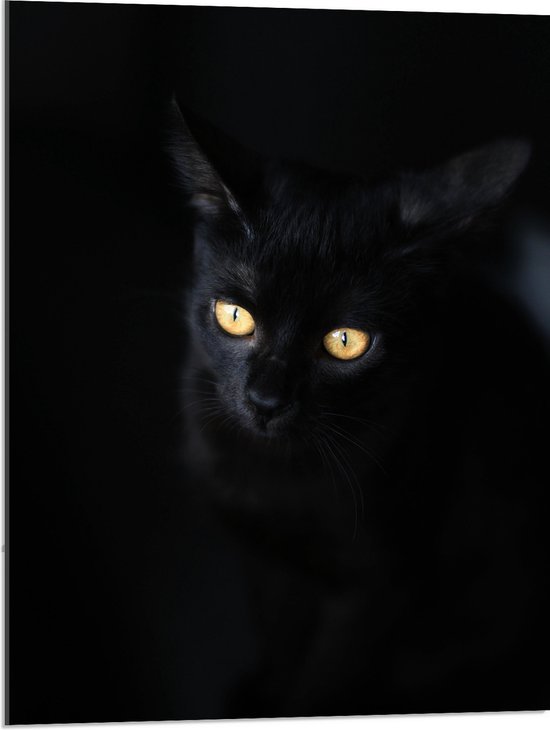 WallClassics - Acrylglas - Zwarte Kat in het Donker - 60x80 cm Foto op Acrylglas (Met Ophangsysteem)