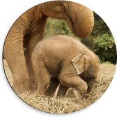 WallClassics - Dibond Muurcirkel - Mama Olifant met Baby Olifantje - 50x50 cm Foto op Aluminium Muurcirkel (met ophangsysteem)