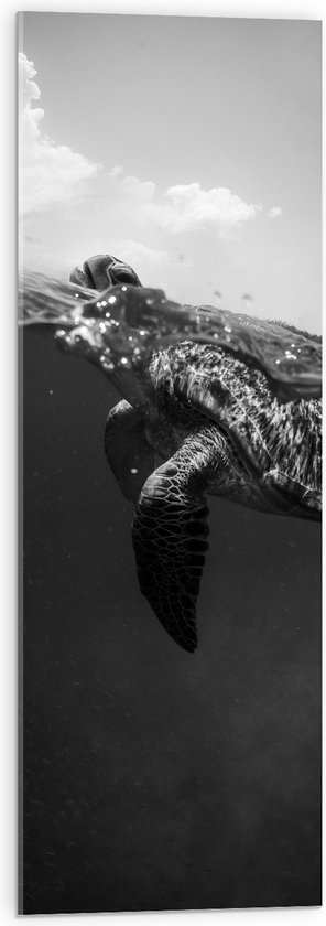 WallClassics - Acrylglas - Schildpad Zwemmend in het Water Zwart / Wit - 30x90 cm Foto op Acrylglas (Met Ophangsysteem)