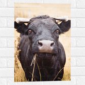 WallClassics - Muursticker - Zwarte Stier Eet Gras - 40x60 cm Foto op Muursticker