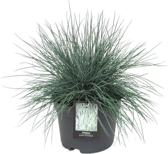 Festuca Glauca 'Elijah Blue' (blauw schapengras) - winterhard - 3 planten -  potmaat 17 cm | bol