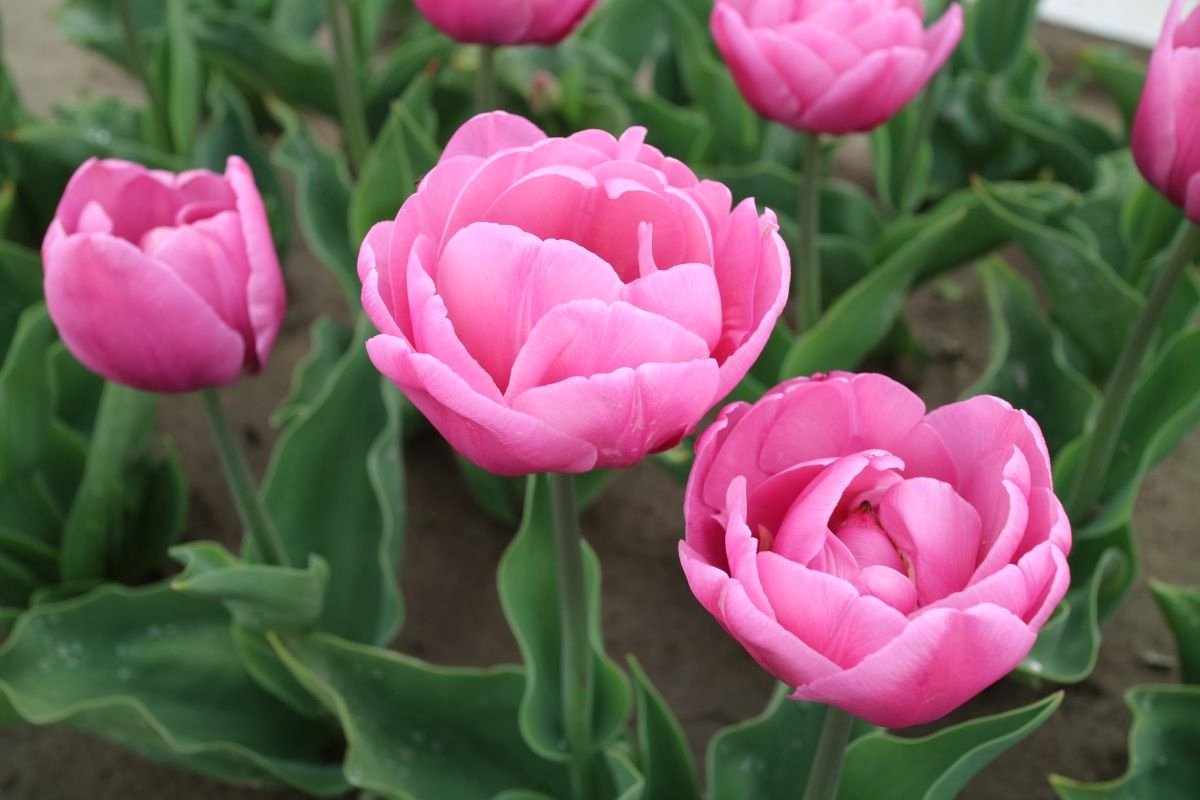 Tulp- tulipa Tabledance 25 bollen maat 12/+