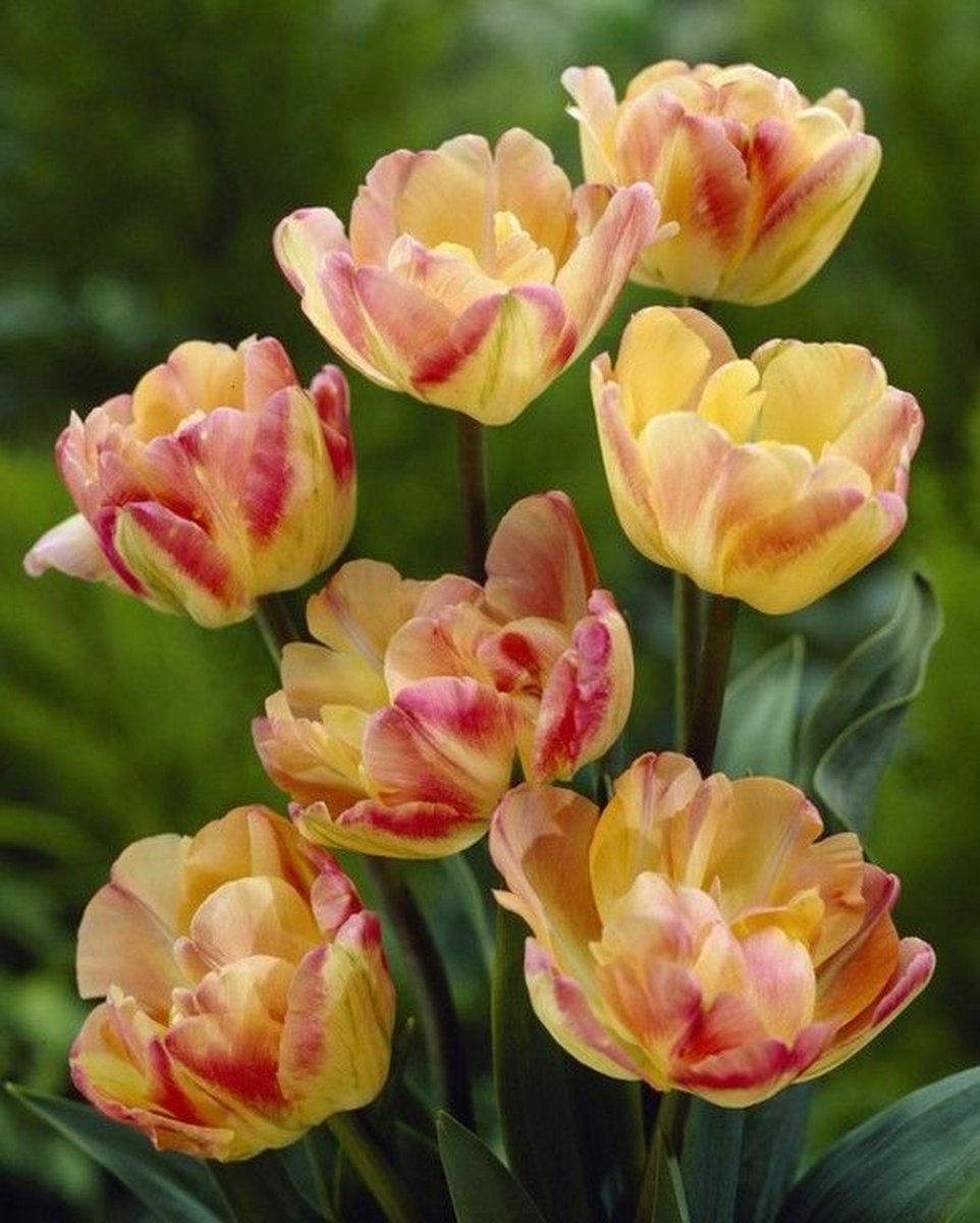 Tulp Creme Upstar 25 bollen maat 12/+