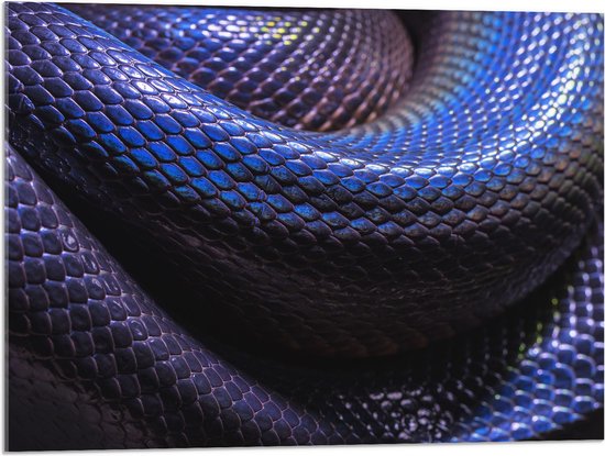 WallClassics - Acrylglas - Blauw Paarse Slangenhuid - 80x60 cm Foto op Acrylglas (Wanddecoratie op Acrylaat)