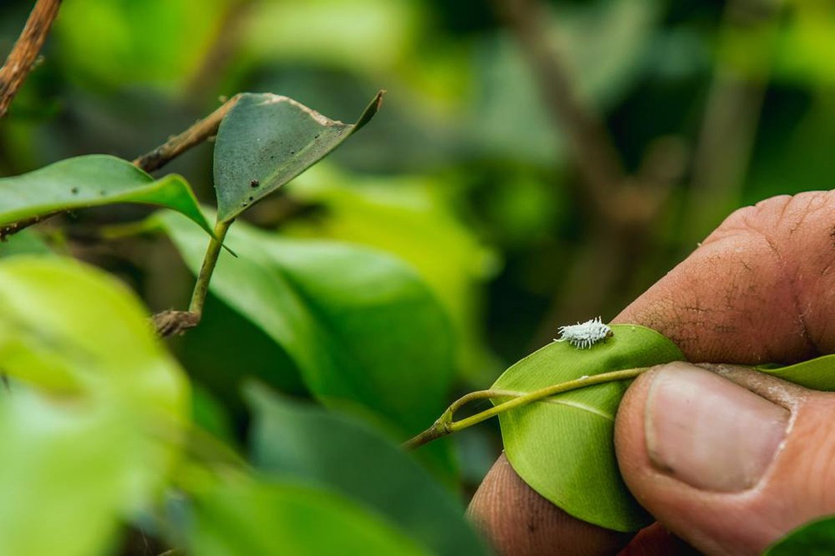 Insect Heroes Crypto - Lieveheersbeestjes tegen wolluis bestrijden - 30  stuks | bol
