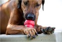 Een bruine ridgeback bijt op een rood KONG-speeltje.