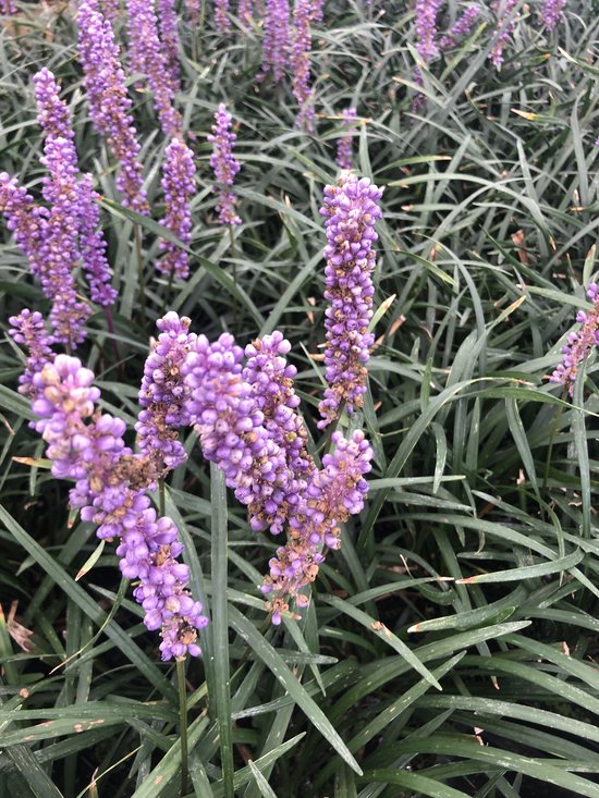 Foto: 6 x liriope muscari moneymaker leliegras in 9x9cm pot