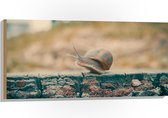WallClassics - Hout - Slak op Houten Balk - 100x50 cm - 12 mm dik - Foto op Hout (Met Ophangsysteem)