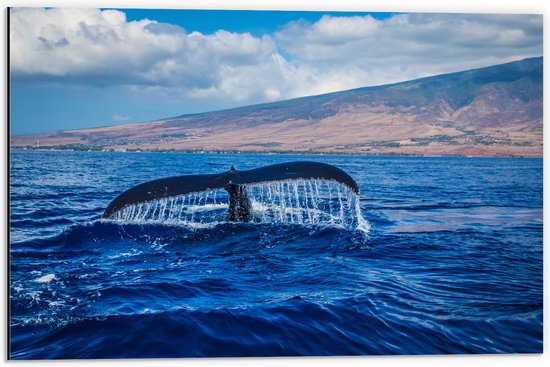 WallClassics - Dibond - Walvis Staart in de Zee - 60x40 cm Foto op Aluminium (Wanddecoratie van metaal)