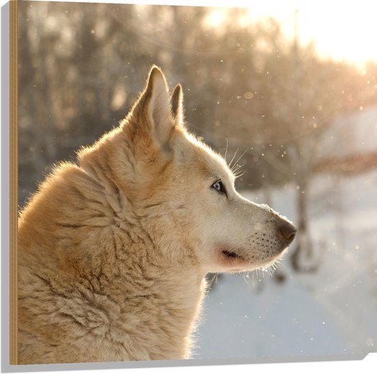 WallClassics - Hout - Shiba Hond in de Sneeuw - 80x80 cm - 12 mm dik - Foto op Hout (Met Ophangsysteem)