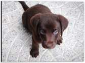 WallClassics - Dibond - Bruine Honden Puppy - 40x30 cm Foto op Aluminium (Wanddecoratie van metaal)