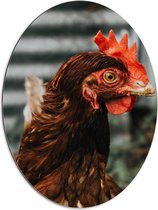 WallClassics - Dibond Ovale - Kip Brun - Photo 60x80 cm sur Ovale (Avec Système de Suspension)