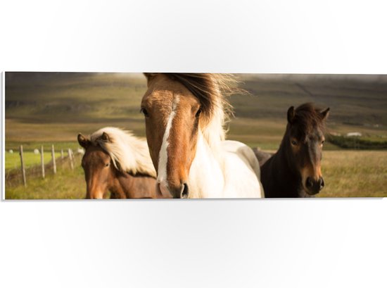 WallClassics - PVC Schuimplaat- Drie Paarden op een Heuvel - 60x20 cm Foto op PVC Schuimplaat