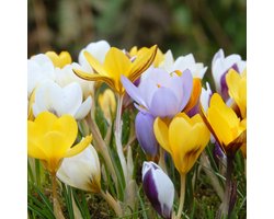 Grootverpakking Krokus chrysanthus Mix | 100 stuks | Meerkleurig |