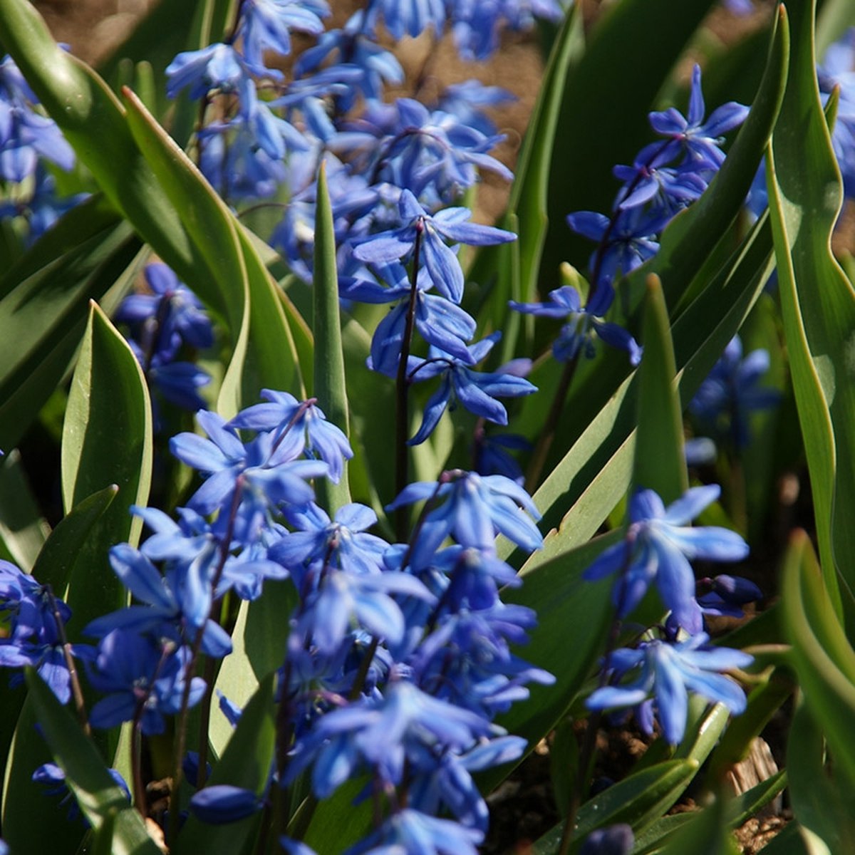 Grootverpakking Scilla siberica | 100 stuks | Blauw | Voordeelverpakking