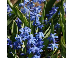 Grootverpakking Scilla siberica | 100 stuks | Blauw | Voordeelverpakking
