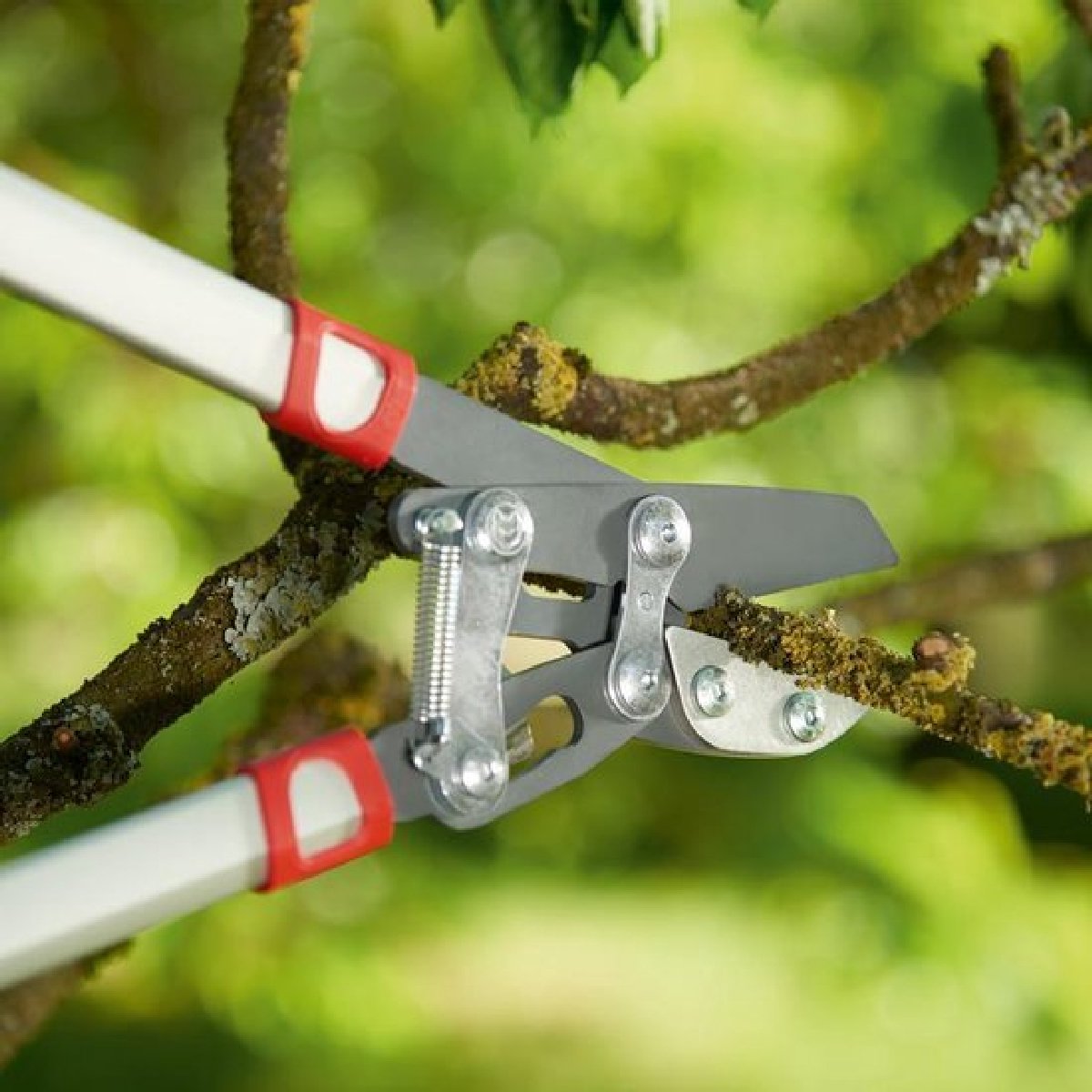 Wolf-Garten Power Cut RS 800 V Coupe-branches - 50 mm