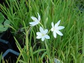Witte kafferlelie (Schizostyllis coccinea alba) - Vijverplant - 3 losse planten - Om zelf op te potten - Vijverplanten Webshop