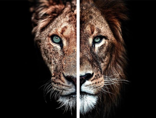Diptyque Lion - Photo sur plexiglas 80 x 60 cm avec système d'accrochage de luxe gratuit