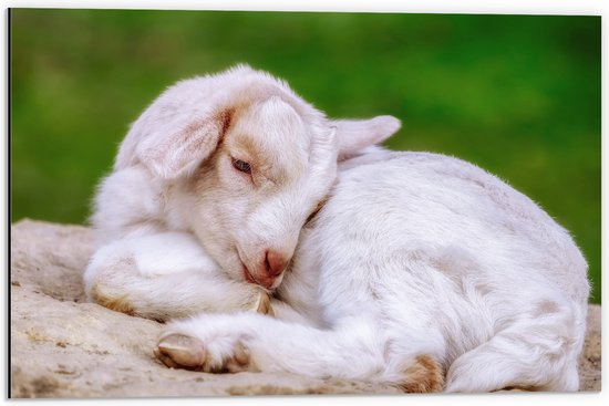 WallClassics - Dibond - Bébé - Photo sur aluminium 60x40 cm (Décoration murale en métal)