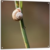 WallClassics - Tuinposter – Slak aan Plant - 100x100 cm Foto op Tuinposter  (wanddecoratie voor buiten en binnen)