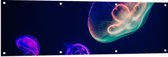 WallClassics - Tuinposter – Gekleurde Kwal onder Water - 150x50 cm Foto op Tuinposter  (wanddecoratie voor buiten en binnen)