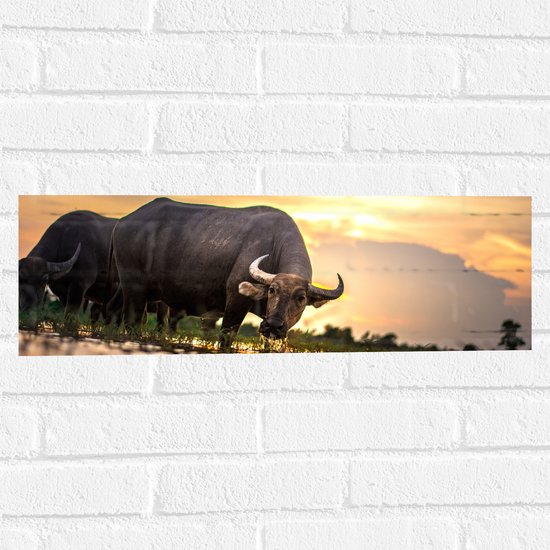 WallClassics - Muursticker - Stier in het Wild - 60x20 cm Foto op Muursticker